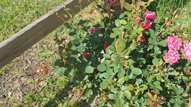 Рассада, Розы и ОГОРОД- занимаются им только Дети, Мини смотреть онлайн