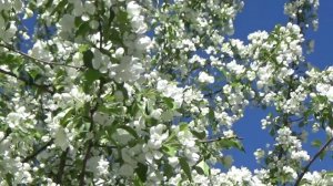 Сборник 23. Сергей Чекалин. Collection 23. Music by Sergey Chekalin.