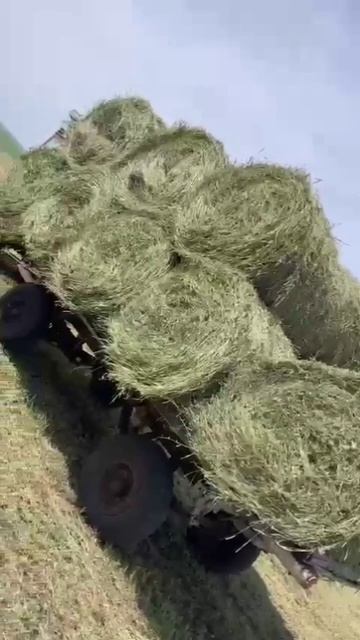 молодой фермер сенокос 2023 заготовка сена смотреть онлайн