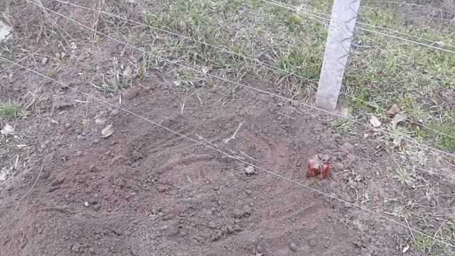 Работы на винограднике в марте(открытие сезона) смотреть онлайн