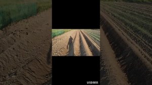 мтз 82,опашка картофеля гребнеобразователем КФК 2.8