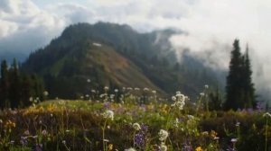 Туман танцює по землі, поёт Ирина Федишин