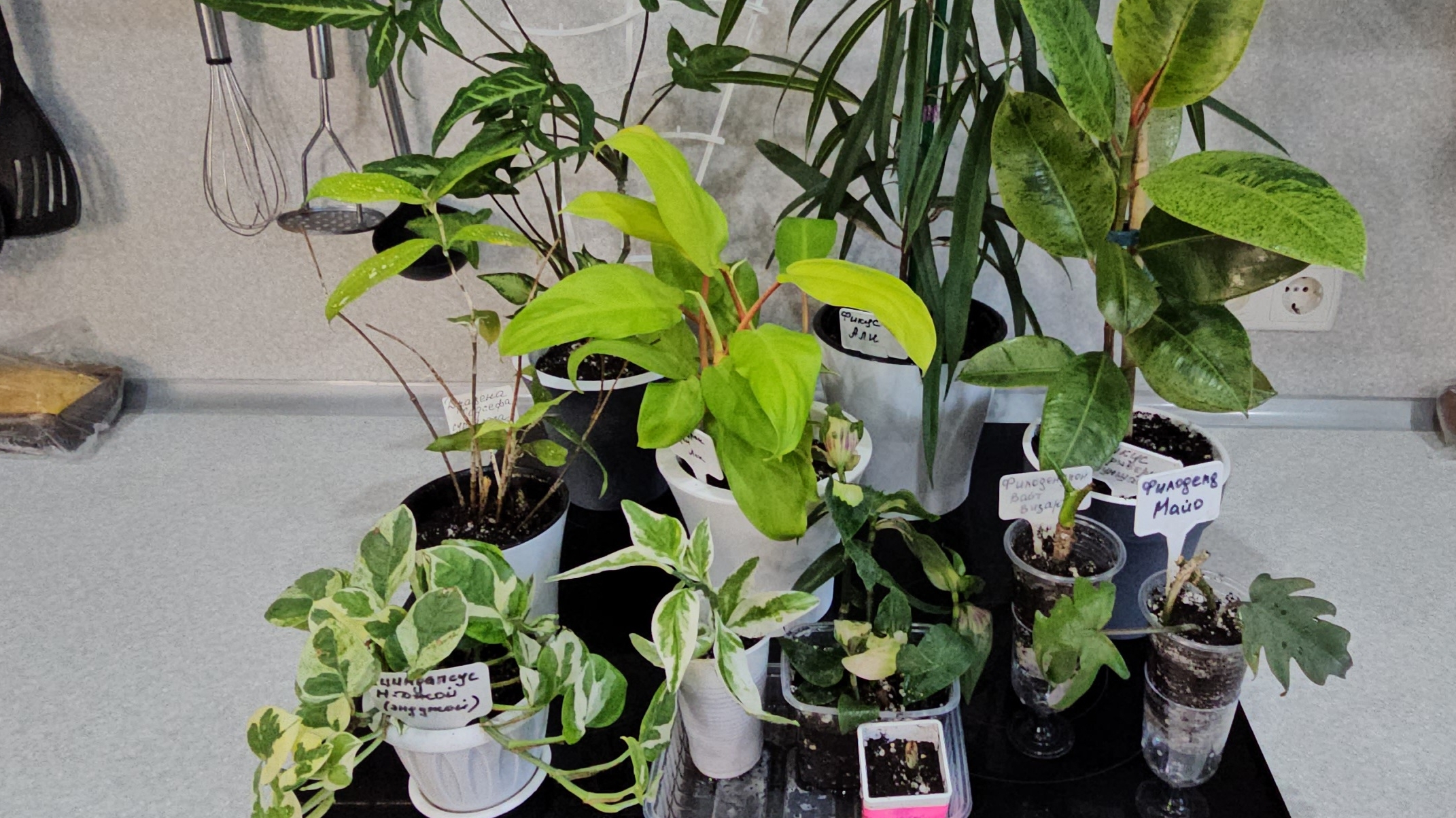 04.06.2025 г Моё самочувствие после операции/ Коррекция ресниц/ Пересадка комнатных растений смотреть онлайн