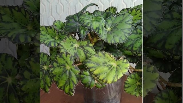 #229 Тигровая бегония. Какая она?