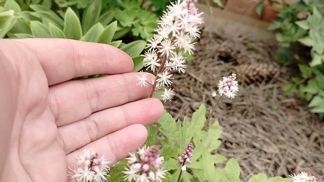 Тиарелла (Tiarella) зацвела в нашем саду 2025 смотреть онлайн