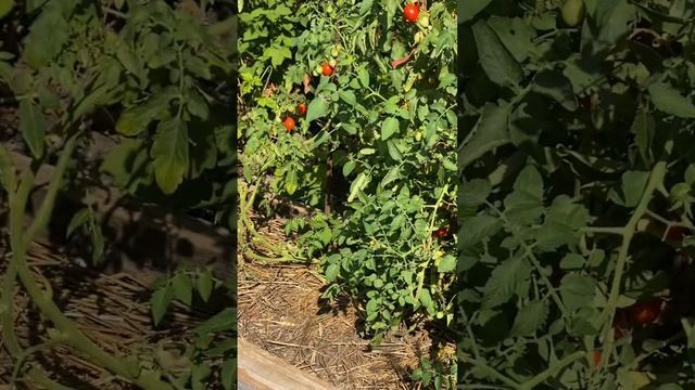Помидоры черри  побеждают жару и засуху!