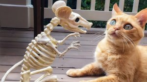 САМОЕ СМЕШНОЕ ВИДЕО: ЧЕЛЛЕНДЖ ПОПРОБУЙ НЕ ЗАСМЕЙСЯ, НЕЛЬЗЯ СМЕЯТЬСЯ #10