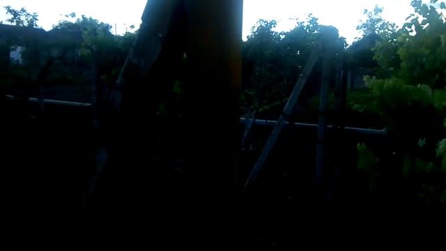 Еще 50 кустов помидор