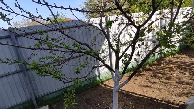 #АНАПА.17.04.25.+16.ВЕСНА.ДОБРОЕ УТРО.МОЙ ДЕНДРАРИЙ.ВСЕ ЦВЕТ