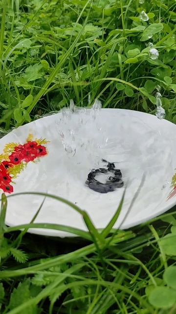 Вы уже посадили помидоры? 😊 смотреть онлайн