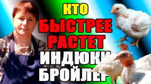Кто БЫСТРЕЕ растет - ИНДЮШАТА или БРОЙЛЕР.