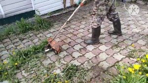 Как очистить тротуарную плитку от травы