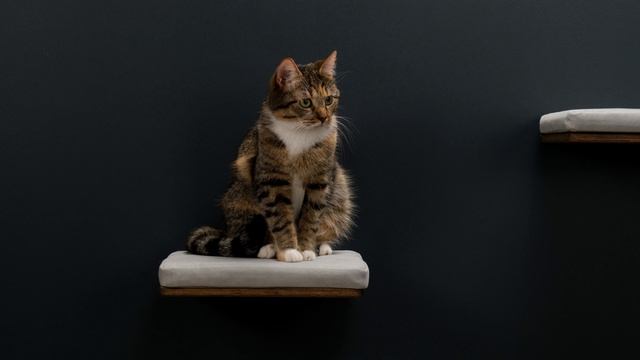 Полки для кошек - видеообзор смотреть онлайн