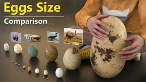 Сравнения по размеру яиц животны. Eggs Size Comparison