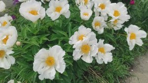 Розы. Помогите блогеру спасти сад 🙏🏻🙏🏻🙏🏻. Что с ними?