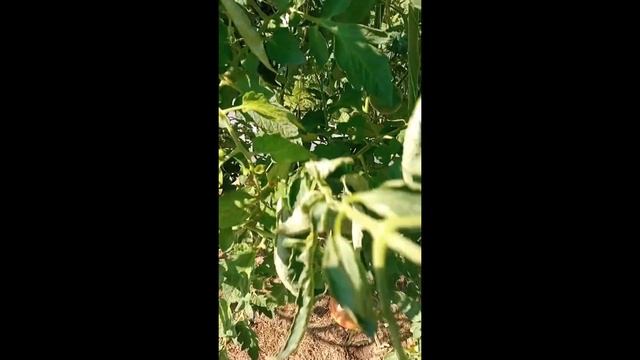 Томаты для открытого грунта. г. Киров. Ватсап, Вайбер т.