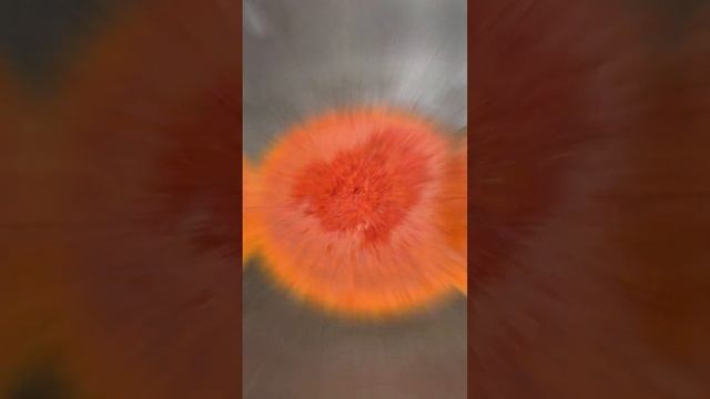 Томат домашнего приготовления #2023 #томат #томаты #тома?