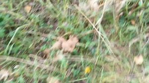 Сбор грибов!Грибы для засолки и другие!