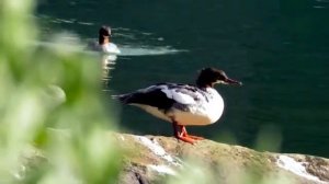 "Розовый рай" - (нов)
Dmitriy Niki