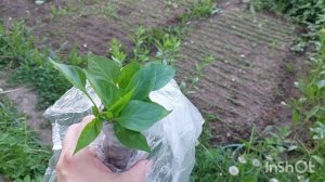 Наварила щей, сделала котлеты с гречкой, а Даша говорит есть нечего