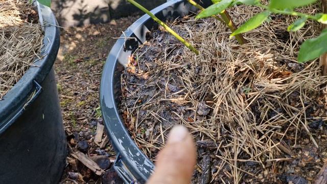 Подкормка голубики в контейнерах