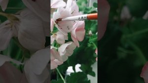 Процесс опыления герани или пеларгонии в домашних усл
