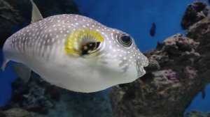 Симпатичная, но опасная рыбка. Колючий аротрон. Москвариум. ВДНХ