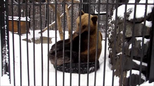 Алтаю больше нравится покрышка от колеса, чем малышка