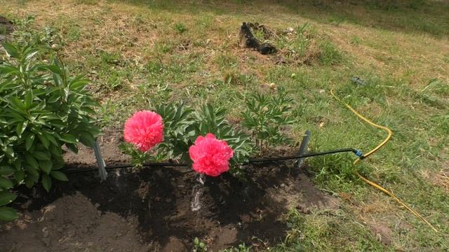 мутации пионов смотреть онлайн