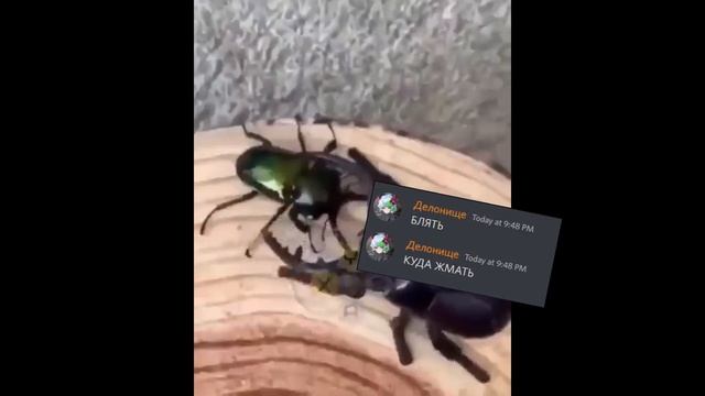 сражение бакЕ и делона смотреть онлайн