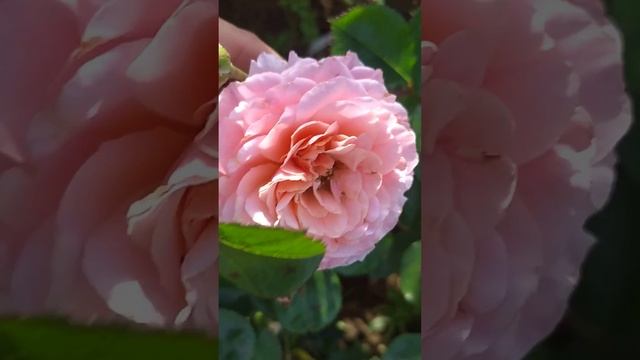 16 июня 24 г роза Буке Парфэ и Дрим Вивер