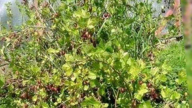 Крыжовник игольчатый смотреть онлайн