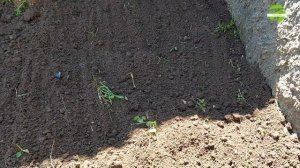 Как и где выращивать ландыши на приусадебном участке