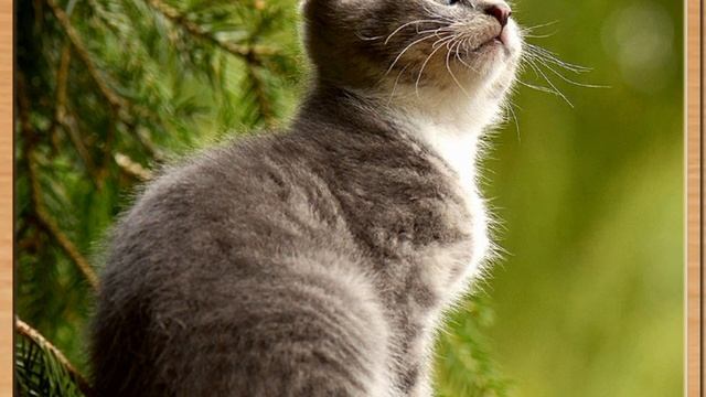 Мультфильмы для детей.Мультики для детей . смотреть онлайн