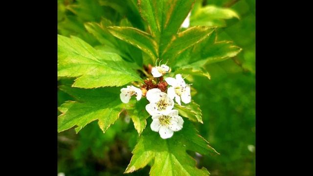 Красота , май, весна..mp4 смотреть онлайн