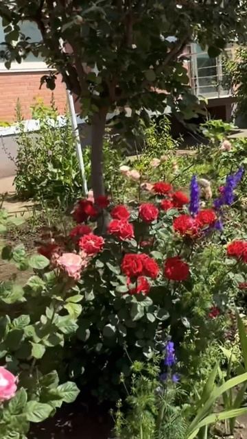 #мамаотличника #краснодар2025 смотреть онлайн