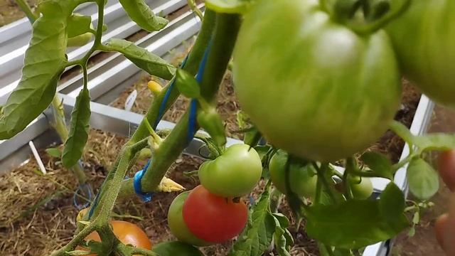 Томат Персик Карма на кусту. г. Киров. Ватсап, Вайбер т.