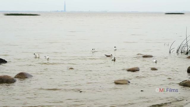 В Петергоф на катамаране.  To Peterhof By Catamaran