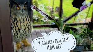 Унесла сову Ёлку в дом. У совы в вольере покос травы - это очень возмутительно! УГУ на весь дом!