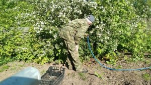 Когда и как правильно поливать яблоню.