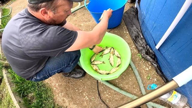 Зарыбляю свой пруд ! Какую рыбу купил ? ХУТОР В ЛЕСУ №709 смотреть онлайн