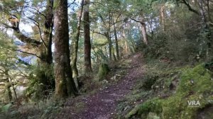 Виртуальная прогулка Видео для тренажеров Туристическая зона Блу Пулс Новая Зеландия