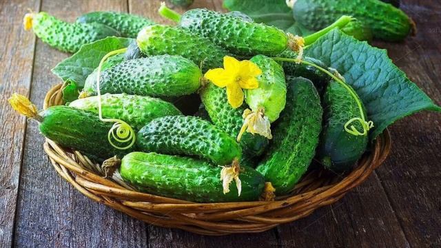 Как вырастить огурец?