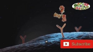 Что будет с вашим телом, если пить хлорофилл каждый де?