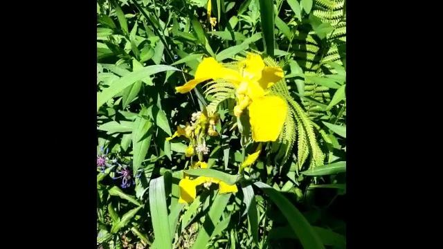 Июнь мой самый любимый летний месяц.💛🧡☀️💕💜 Июнь мост между весной и летом.💛💚💜💕🌺☀️🧡.mp4 смотреть онлайн