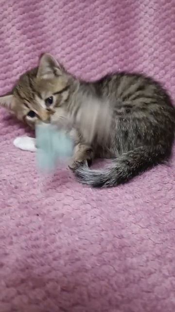 Котенок Буба