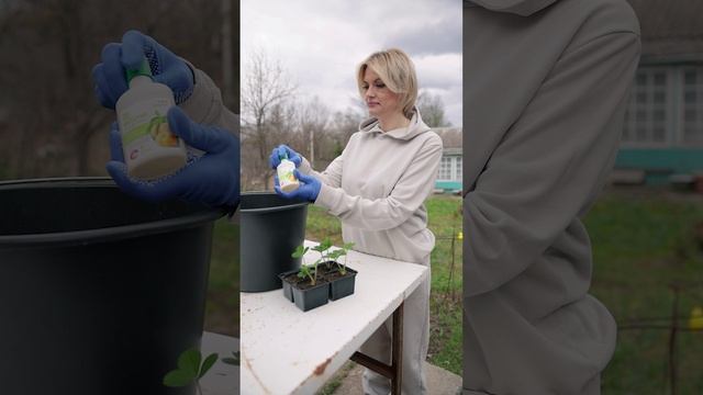 Выручалочка дачника - янтарная кислота. Янтарин - природный регулятор роста смотреть онлайн