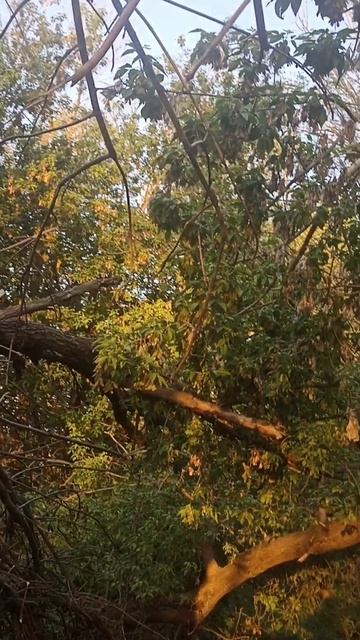 Последняя видеозапись дикой рощи у канала имени Москвы. Соловьи поют смотреть онлайн