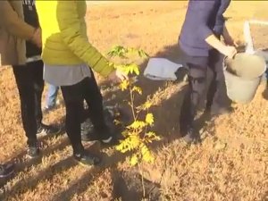 Аллея Александра Станиславовича Малиновского в с. Утёвка, 2019 г.