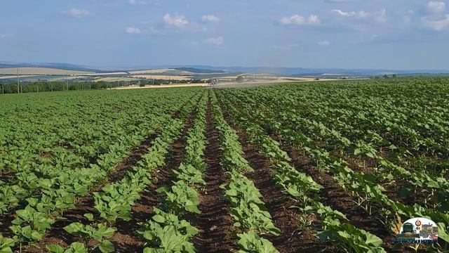 Междурядная культивация на Мтз 952